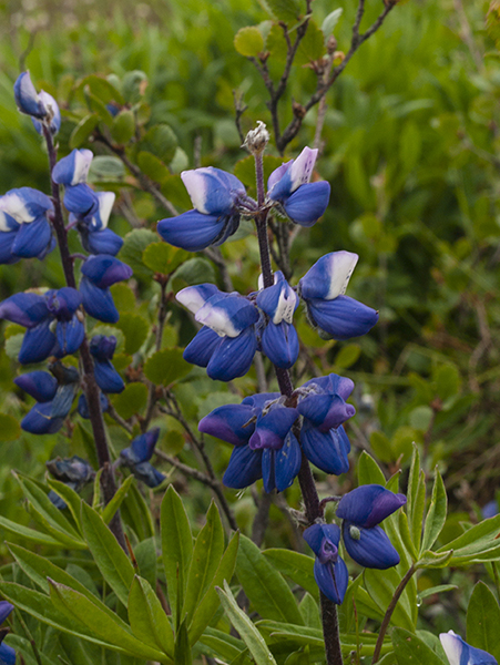 Arctic Lupins