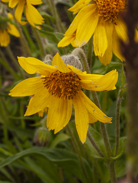 Narrow-leaved Arnica