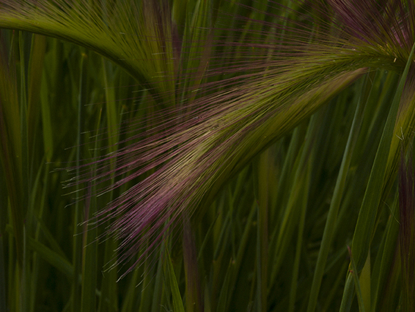 Squirrel Tail Grass