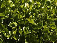 Water Hyacinth