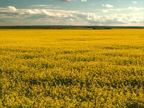 Canola Field