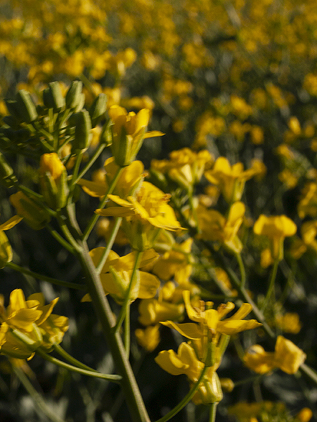 Canola