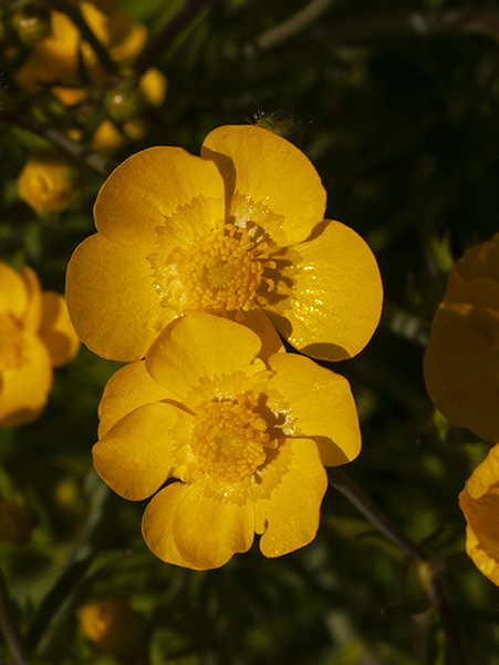 Buttercups