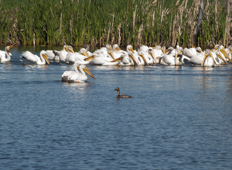 Pelican cluster and a duck