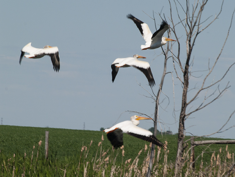 Soaring Pelicans