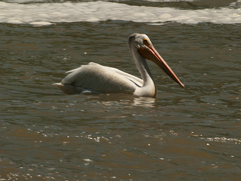 Lone Pelican