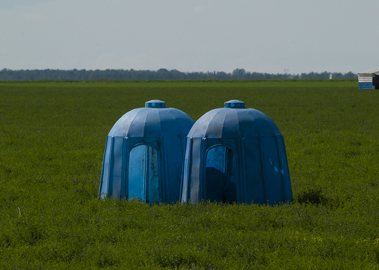 Alfalfa Polinator Tents