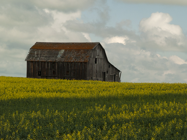 Barn and Canola