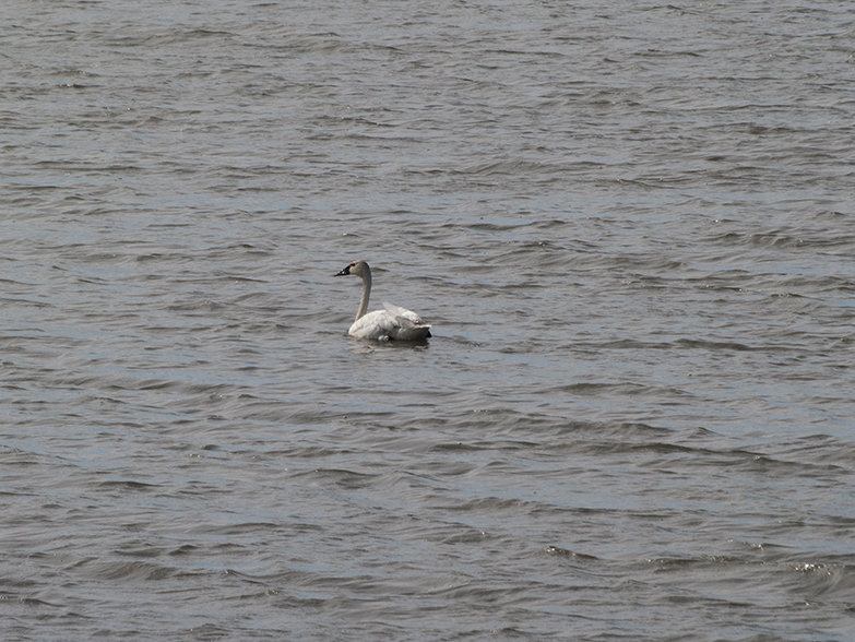 Tundra Swan