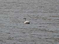 Tundra Swan