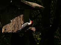 Woodpecker at bird feeder