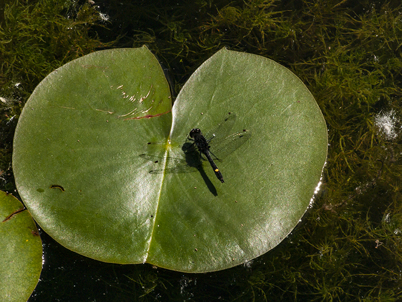 Dragonfly on its landing pad