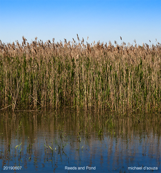 Reeds and pond