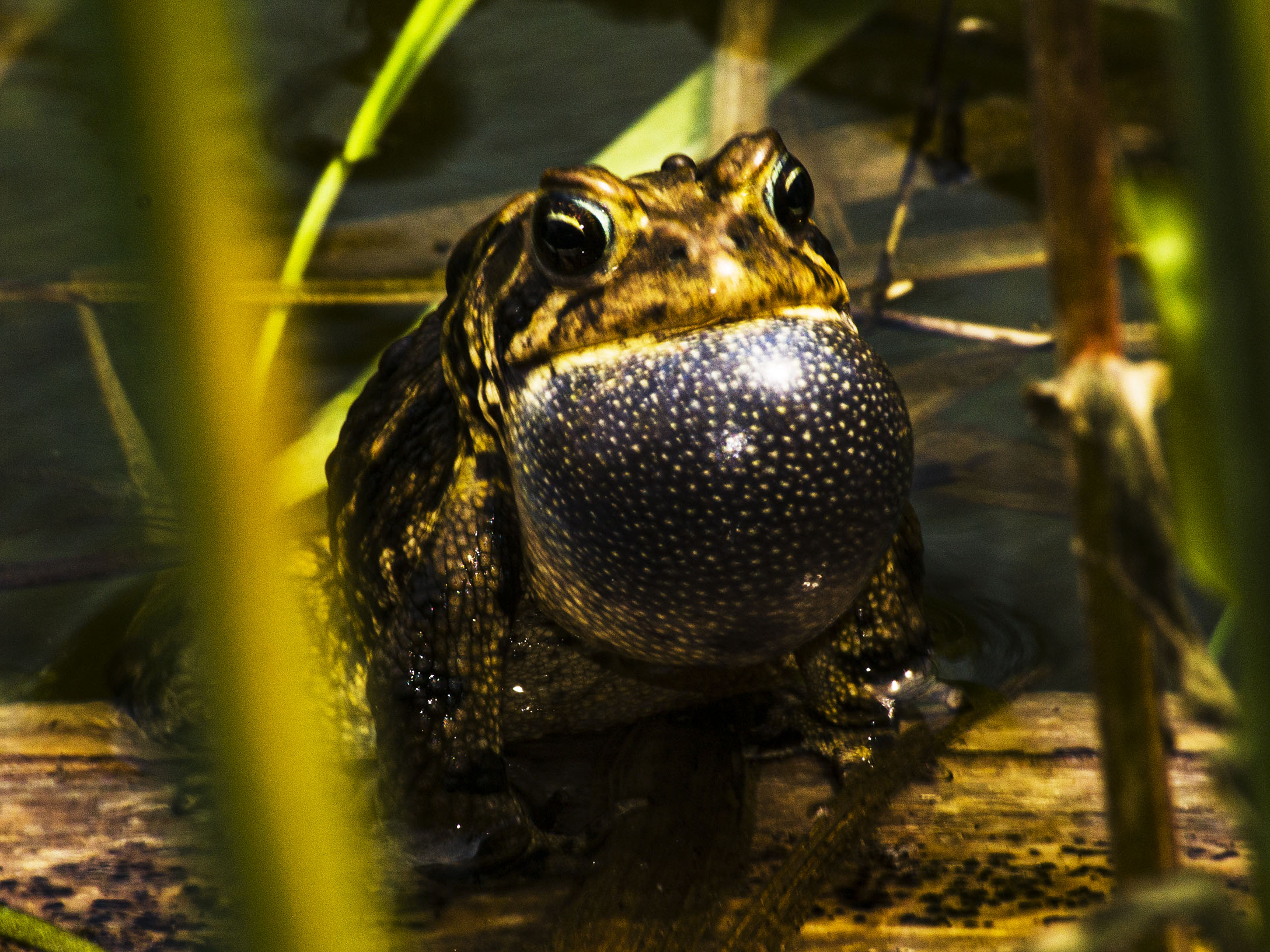 ​Frogs: Amphibian Bacchanalia​
