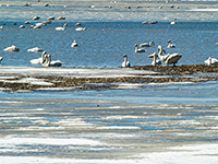 Tundra Swans on flooded field