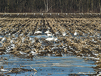 Tundra Swans on flooded field