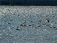 Tundra Swans on flooded field