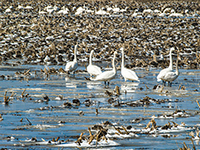 Tundra Swans on flooded field