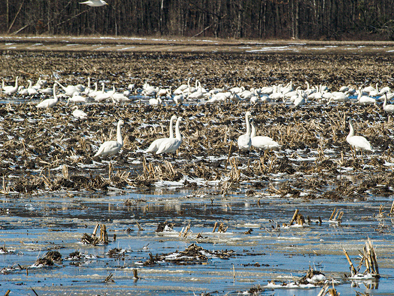 Tundra Swans on flooded field