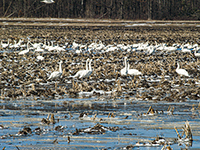 Tundra Swans on flooded field