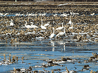 Tundra Swans on flooded field