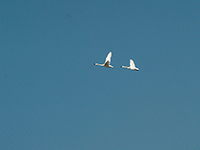 Flying pair