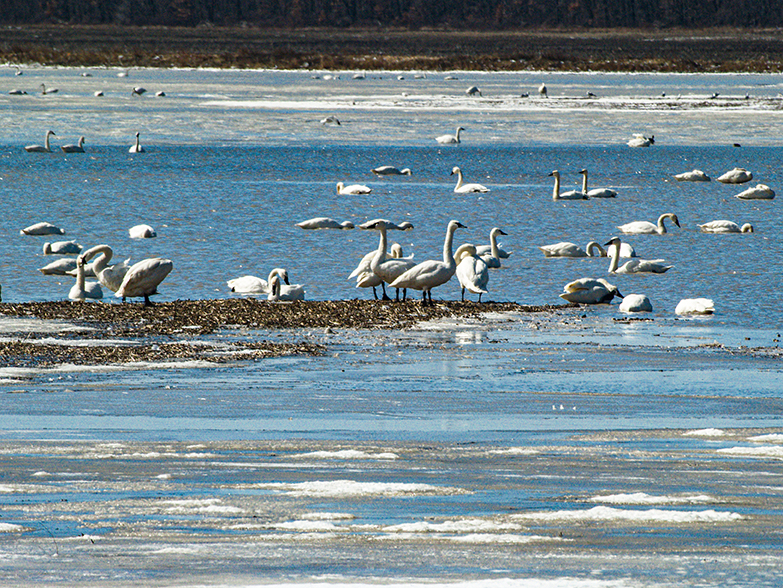 Tundra Swans on flooded field