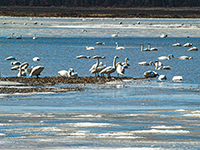 Tundra Swans on flooded field