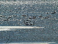 Tundra Swans on flooded field