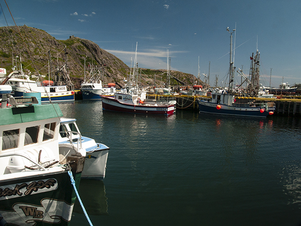 The fish harbour