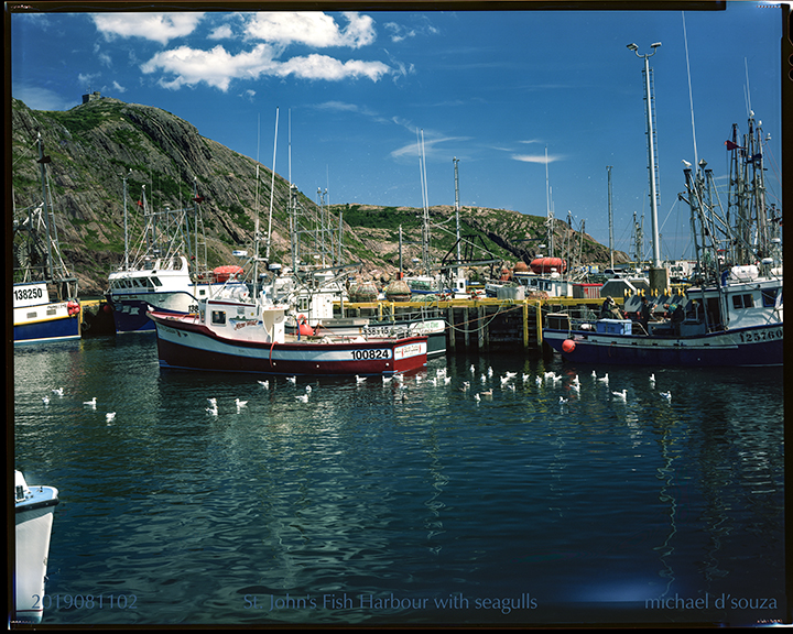 St. John's Fish Harbour with seagulls