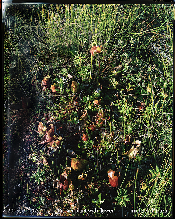 Pitcher plant with flower